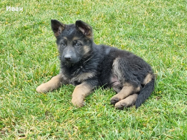 малки немски овчарки, снимка 14 - Немска овчарка - 52921710