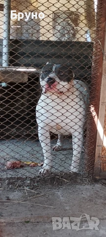 Продавам американско Були мъжко и женско , снимка 4 - Други - 51364621