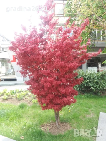 Японски клен - Ацер Студоустойчив Налични 5 вида , снимка 2 - Разсади - 33942954