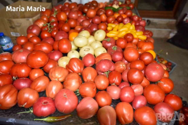 семена на домати /не хибридни/, снимка 3 - Сортови семена и луковици - 53225599