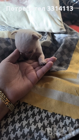 чихуахуа , снимка 7 - Чихуахуа - 52954778