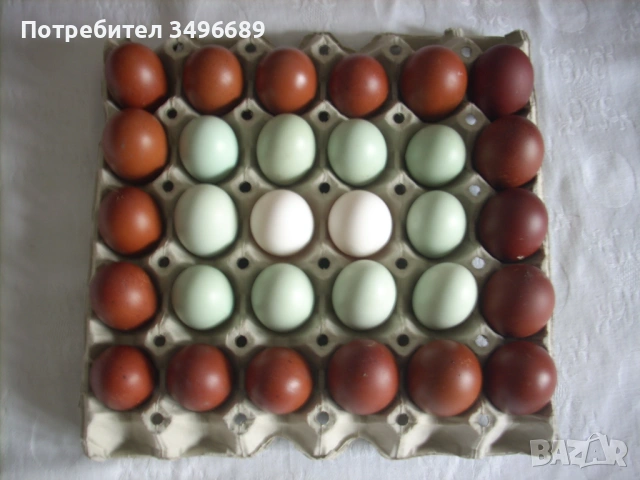 Продавам Кокошки и Петли, снимка 2 - други­ - 52770537