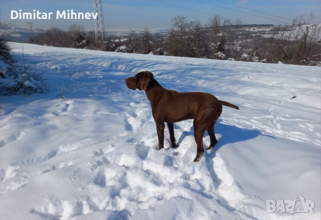 Чистокръвен Курцхаар търси женска