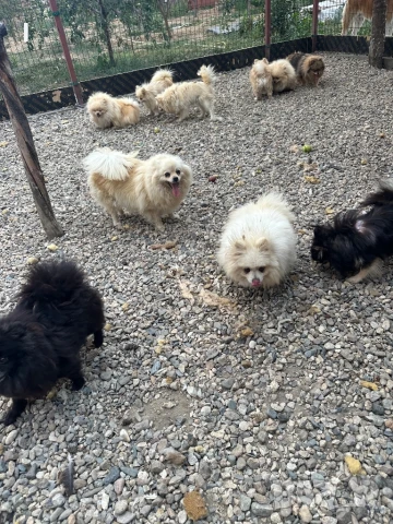 Померан , снимка 7 - Померан - 51081313