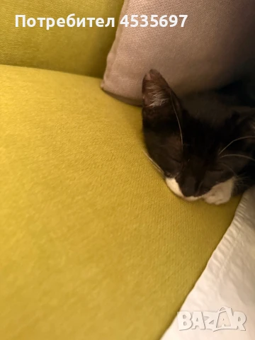 Котка, снимка 1