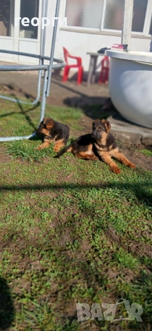 Малки Немски Овчарки, снимка 12 - Немска овчарка - 52824581