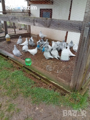 Ардезио стандартни пощенски гълъби, снимка 4 - Гълъби - 53131803