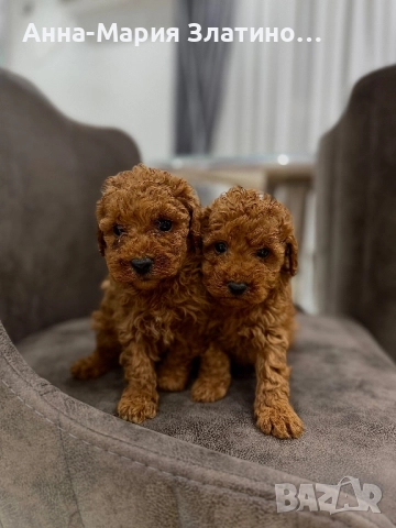 Момченце и момиченца той пудел, снимка 6 - Пудели - 52660405