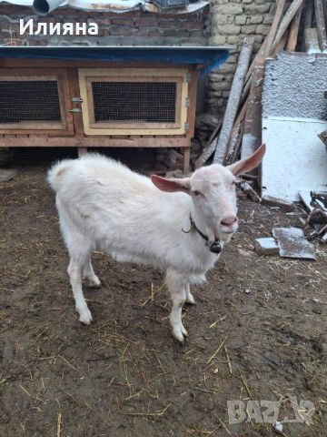 Продавам младо пръчле