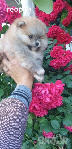 Померан, снимка 10 - Померан - 33251343