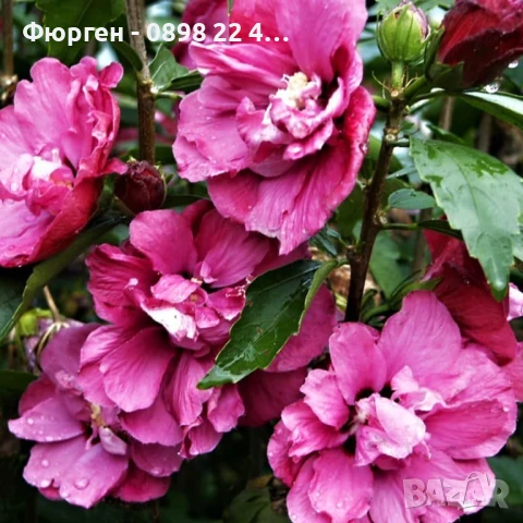 Хибискус Кичест - Дървовидна Ружа, снимка 11 - Разсади - 46564855