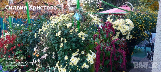 Продавам семена декоративен Щир, снимка 7 - Сортови семена и луковици - 39595794