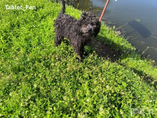  лабрадудел с две ваксини , снимка 2 - Пудели - 50739705