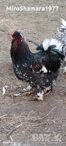 Свободни петли , снимка 6 - Кокошки и пуйки - 53489682
