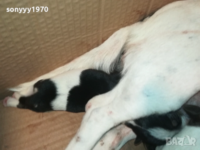 ДЖАК РЪСЕЛ 250ЛВ ЗА БРОЙ 2108251956, снимка 13 - Джак ръсел териер - 51446324