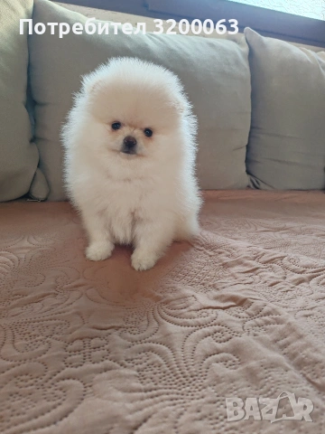 Померан мини померан , снимка 10 - Померан - 53054110