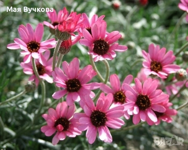 Комплект 4бр маргарита, снимка 4 - Градински цветя и растения - 53060131