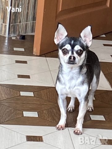 Чихуахуа за разплод , мини Чихуахуа, снимка 10 - Чихуахуа - 38398987