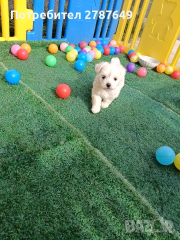 Малтийска Болонка, снимка 9 - Болонка - 53525124