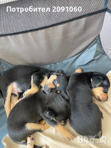 Подарявам Сладки малки кученца, снимка 1