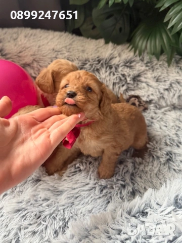 Кокерчета , снимка 2 - Кокер шпаньол - 53268448