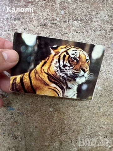 Календарче с тигър от 1888 г. , снимка 3 - Колекции - 51056680