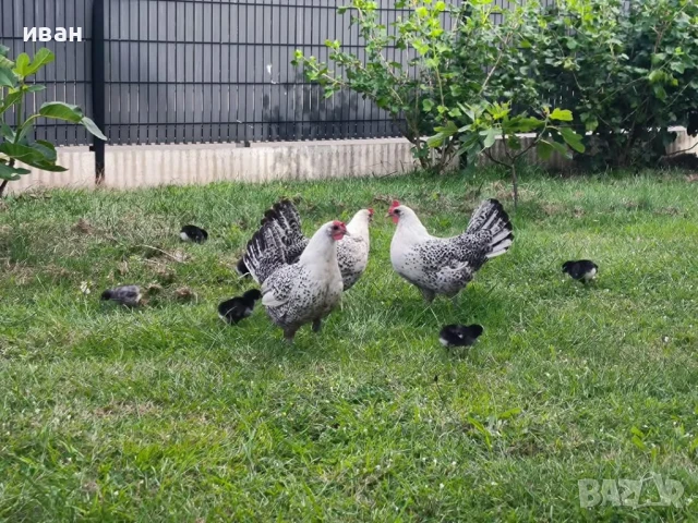 Свободни яйца от Сребърно Брезе Бантам -единствени в България вкарани в България лично от мен , снимка 9 - други­ - 51155393
