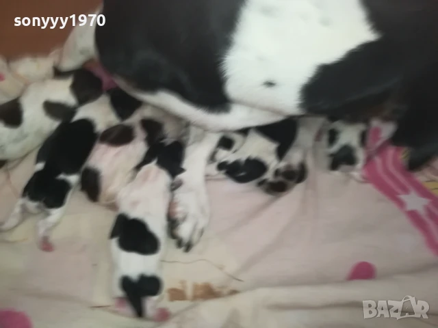 ДЖАК РЪСЕЛ БЕБЕТА-РОДЕНИ 11.08.25г 1308250726, снимка 5 - Джак ръсел териер - 51347303