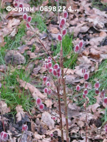  Бреза и Върба, снимка 6 - Разсади - 47441640