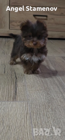 Йорки бивер мини шоколадово момченце!