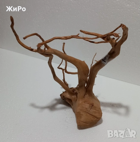 Корен от Азалия /декорация/ 9, снимка 3 - Други - 48577954