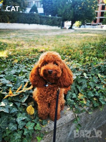 Разхождане на кучета / гледане на котка