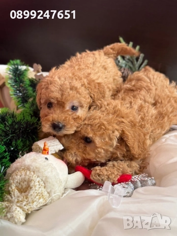 Пудел той , снимка 5 - Пудели - 52853111