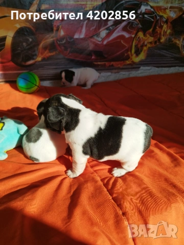 Френски булдог бебета , снимка 4 - Френски булдог - 53084133