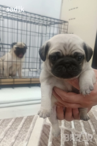 ЕЛИТНИ МОПСЧЕТА 