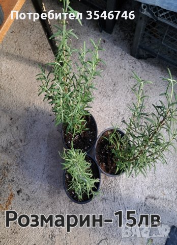 розмарин , снимка 1