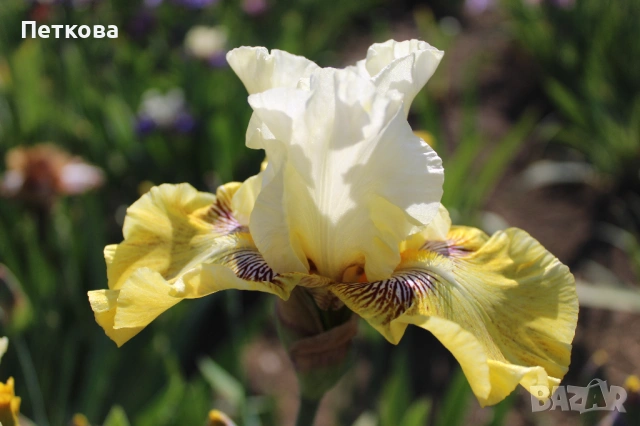 Сортови ириси , снимка 9 - Градински цветя и растения - 53399502