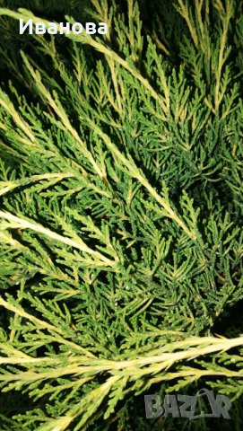 Юниперус медиа Фитцериана Ауреа, снимка 8 - Градински цветя и растения - 33141210