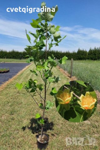 Liriodendron tulipifera (Ликвидамбър Лирово дърво), снимка 3 - Градински цветя и растения - 43908156
