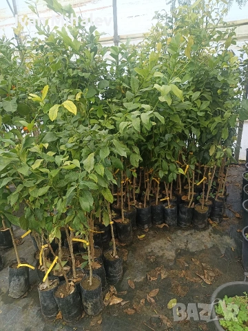 цитрусови дървета и маслини , снимка 4 - Сортови семена и луковици - 53380077