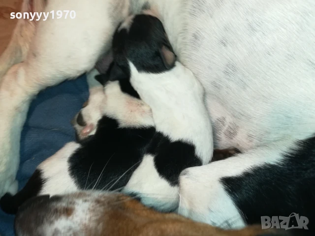 ДЖАК РЪСЕЛ-БЕБЕТА ПО 250ЛВ 1508251800, снимка 8 - Джак ръсел териер - 51378172