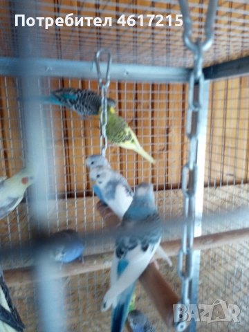 Вълнисти папагали . 20 лв. за брой, снимка 6 - Папагали - 51985070