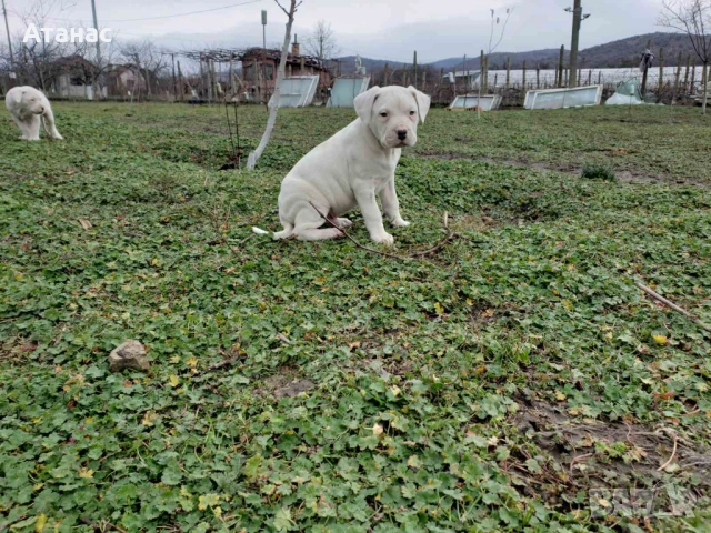 Чистокръвни Дого Аржентино, снимка 3 - Дого аржентино - 53442000