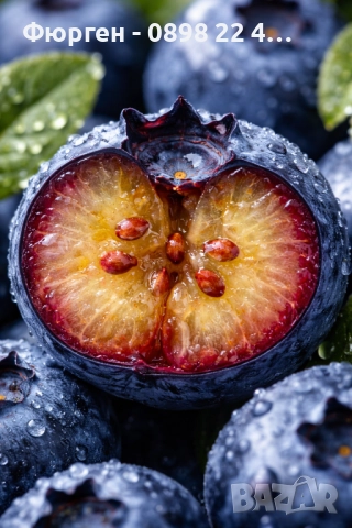 Боровинка - Разсад и замразен плод