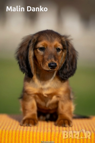  Дългокосместа дакел