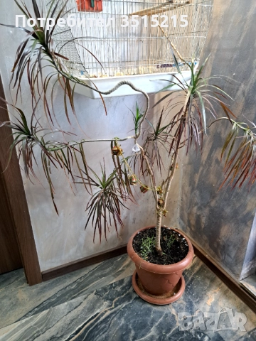 Юка .Бенджамин ,Финикови палми, снимка 4 - Стайни растения - 52956057