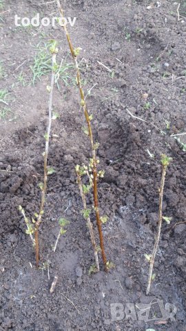 Френско грозде