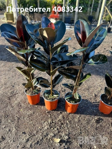 Фикус, снимка 4 - Градински цветя и растения - 53190574