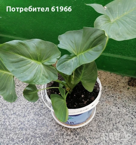 Студоустойчива бяла кала! 