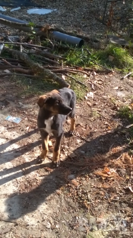 кученца, снимка 4 - Померан - 52187728